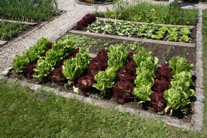 Beispiel für ein Gemüsebeet im Bauerngarten